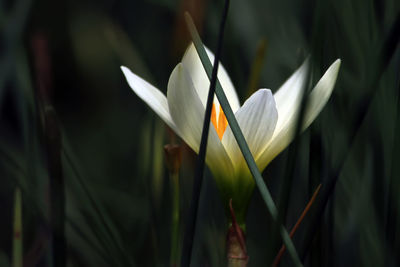 Close-up of white crocus against plants