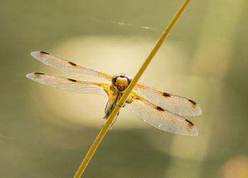 Close-up of dragonfly on twig