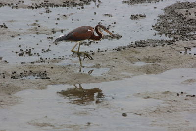 Birds perching at beach