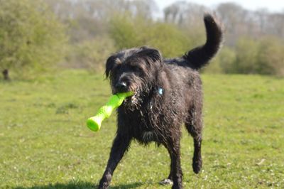 Dog running in a field