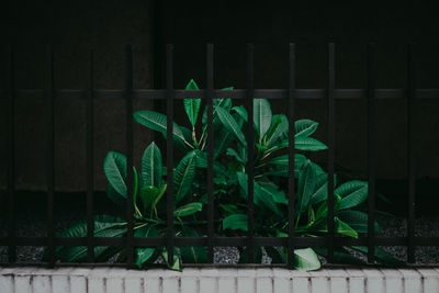 Close-up of potted plant against railing