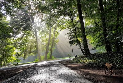 Road amidst trees in forest