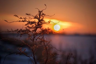 Close-up of wilted plant against sky during sunset