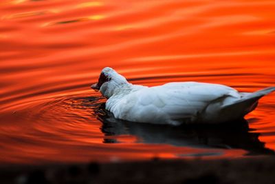 Close-up of duck swimming in lake