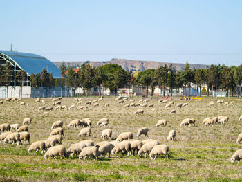 Flock of sheep on beach against clear blue sky