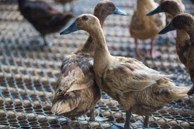 High angle view of geese