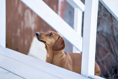 Close-up of a dog looking away