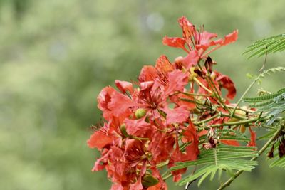 Close-up of pink flowering plant