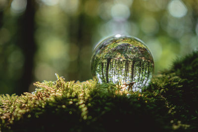 Environment concept, a crystal ball lies on a moss in the forest, reflection of the forest. 
