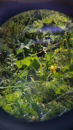 Close-up of green plants