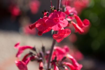 Close-up of pink flowers