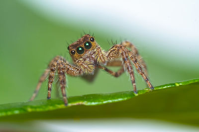 Close-up of jumping spider