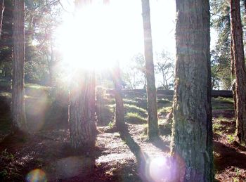 Sun shining through trees