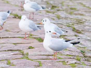 High angle view of seagulls on field