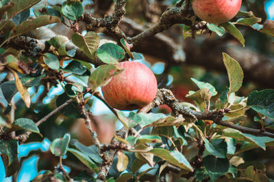 Close-up of apples on tree