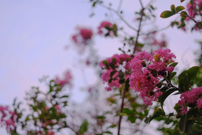 Close-up of pink cherry blossoms in spring