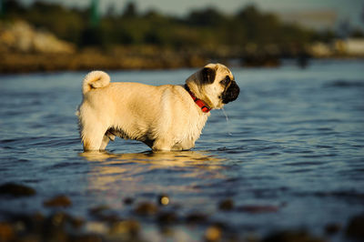 Dog in water