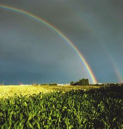 Scenic view of field against sky