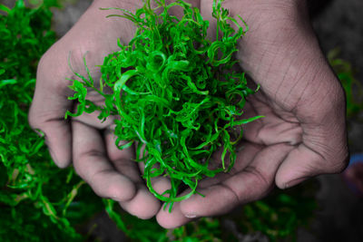 Close-up of hand holding plant