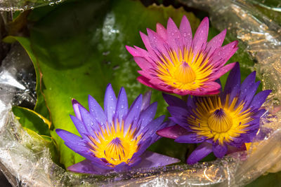 Close-up high angle view of lotus water lilies on leaf