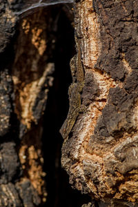 Close-up of tree trunk