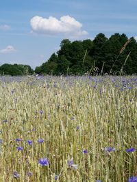 Purple flowering plants on field against sky