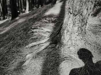 Shadow of tree on field