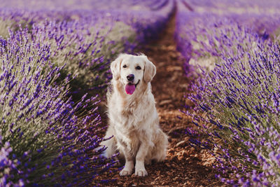 Portrait of dog on field