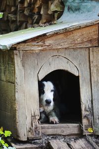 Close-up of dog