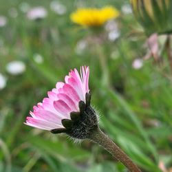 Close-up of pink flower on field