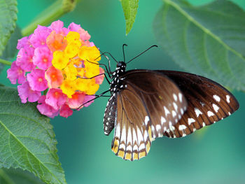 Close-up of butterfly on leaf