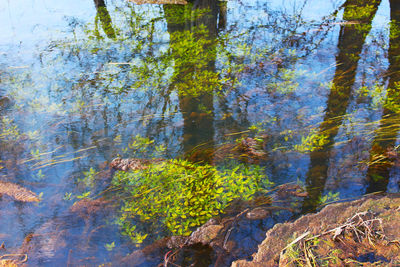 Reflection of trees in lake
