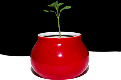 Close-up of potted plant against black background