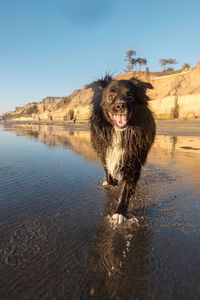 Portrait of dog standing by water against clear sky