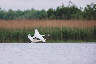 White bird flying over the road