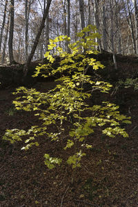 View of flowering plants in forest