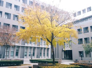 View of tree in city