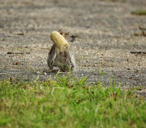 Lizard on a land