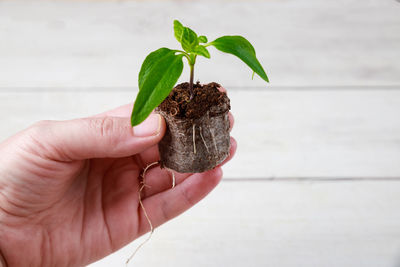 Cropped hand holding plant