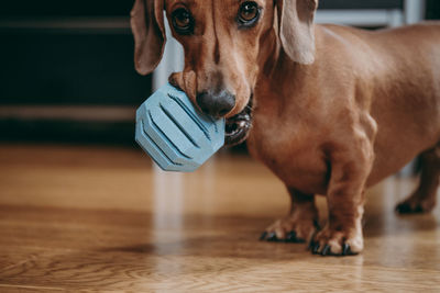 Close-up portrait of a dog