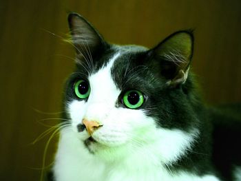 Close-up portrait of a cat