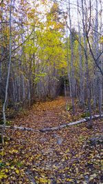 Footpath amidst trees in forest during autumn