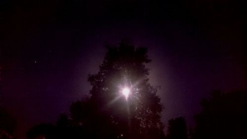 Low angle view of trees at night