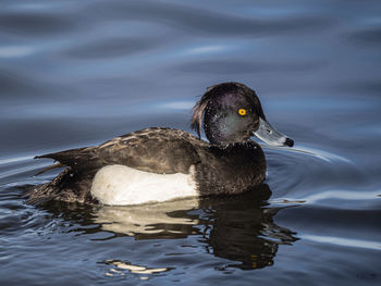 Duck swimming in lake