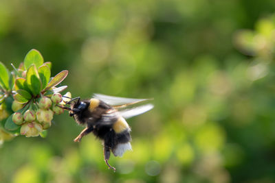 Close-up of bee pollinating on flower