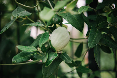 Close-up of berries growing on tree