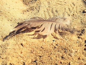 High angle view of crab on sand