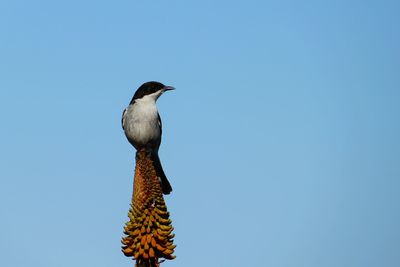 Low angle view of bird perching against clear blue sky