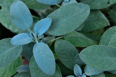 Close up of growing sage seedlings and leaves.