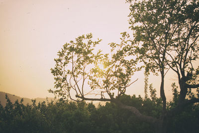 Trees growing at sunset